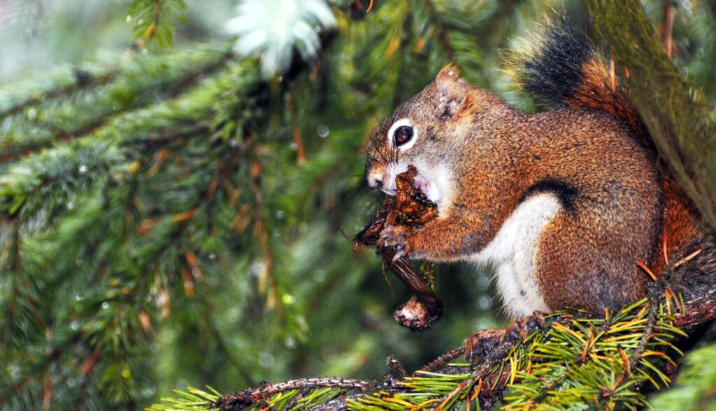 squirrel eating grasshopper