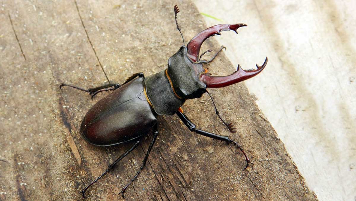 stag beetle red jaws