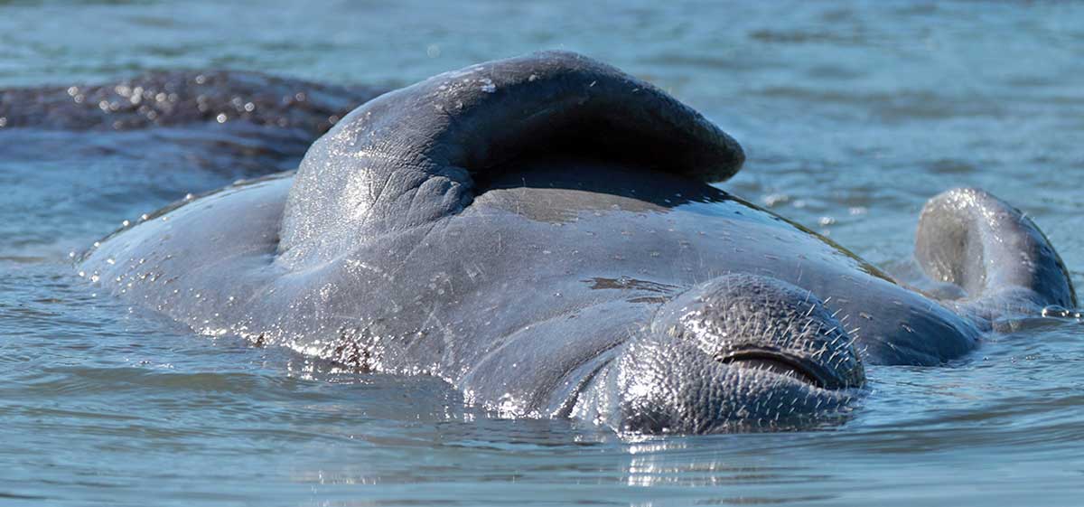 surfacing manatee