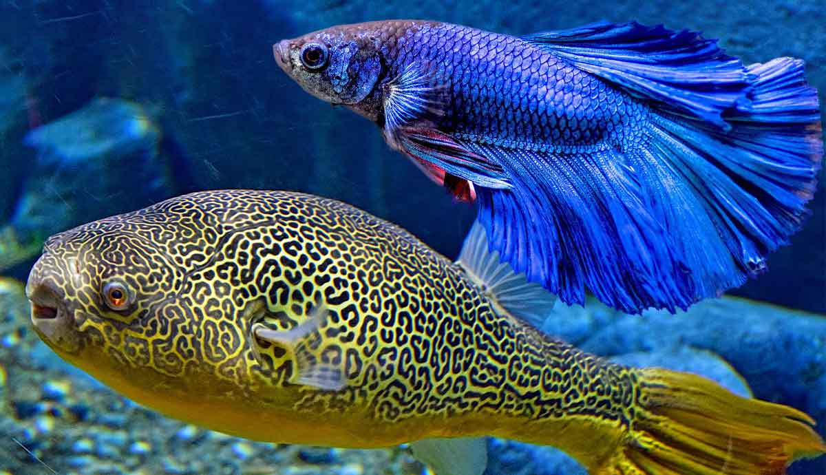 types of interactive pet fish