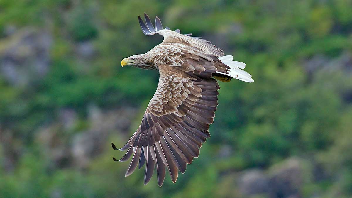 white tailed eagle