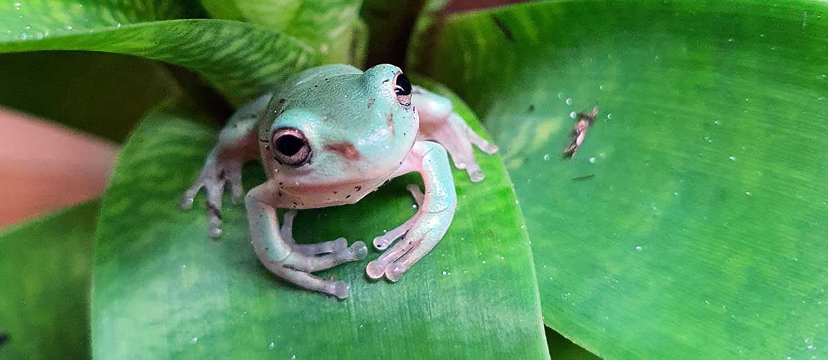 white s tree frog plant