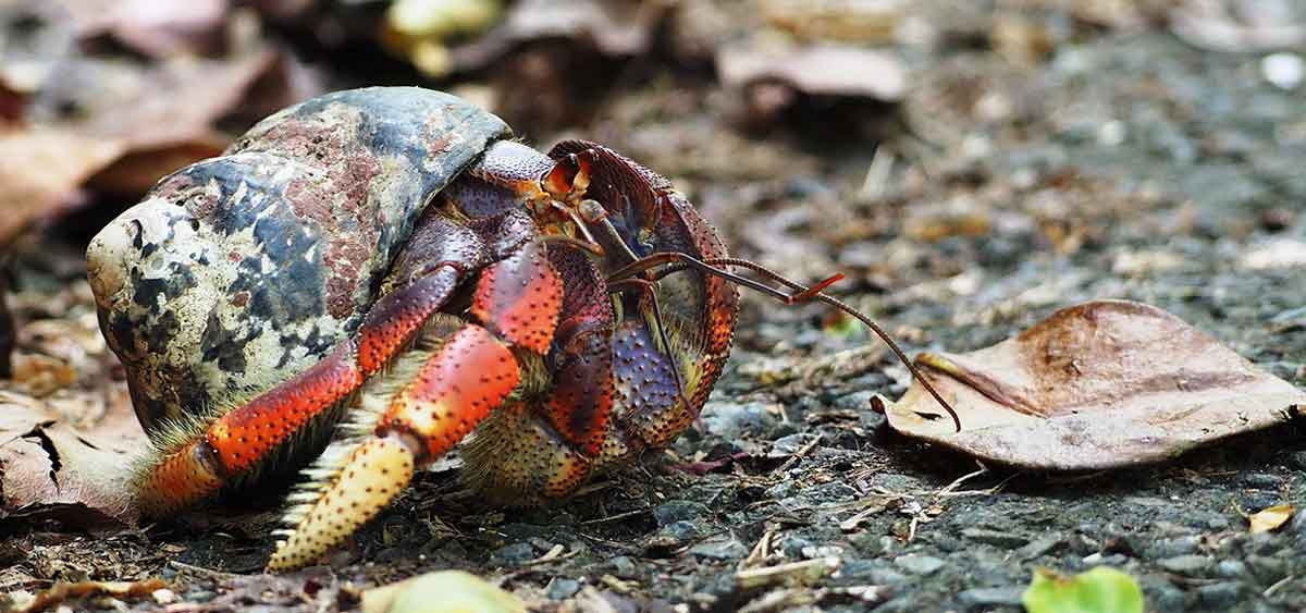 wild hermit crab