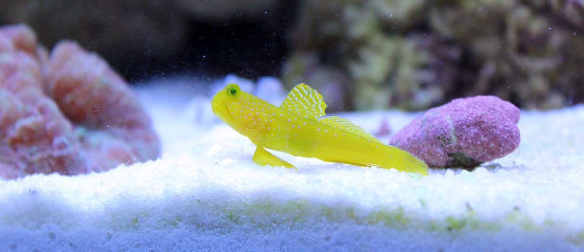 yellow watchman goby