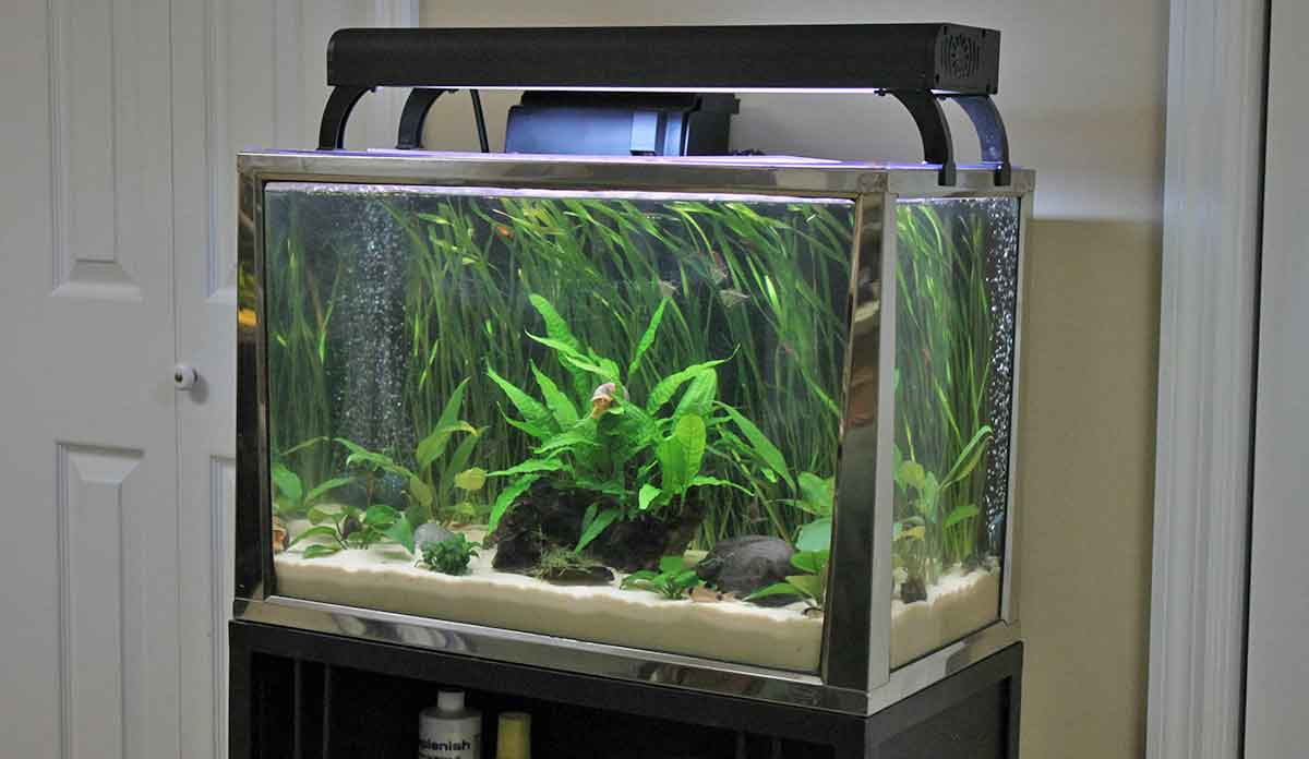 20 gallon aquarium