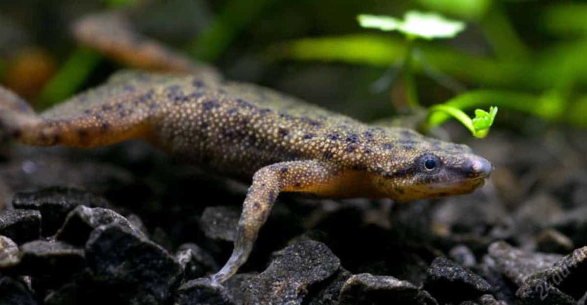 african dwarf frog swimming along substrate
