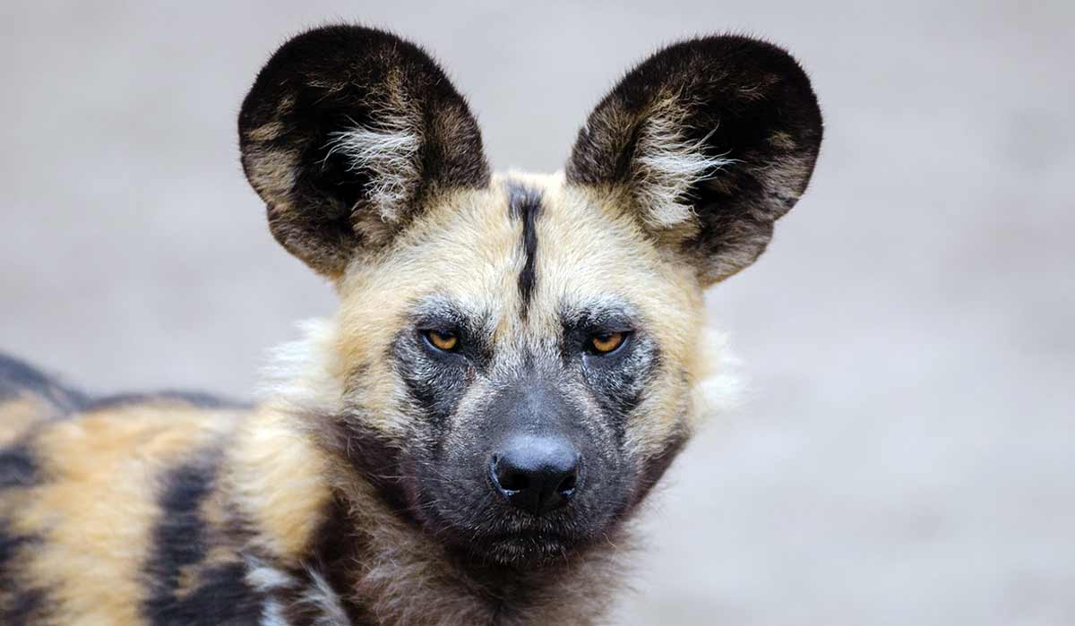 african wild dog