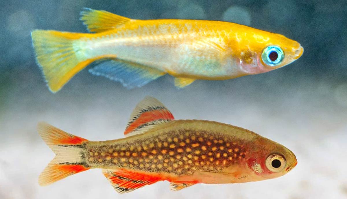 best nanofish for small aquariums