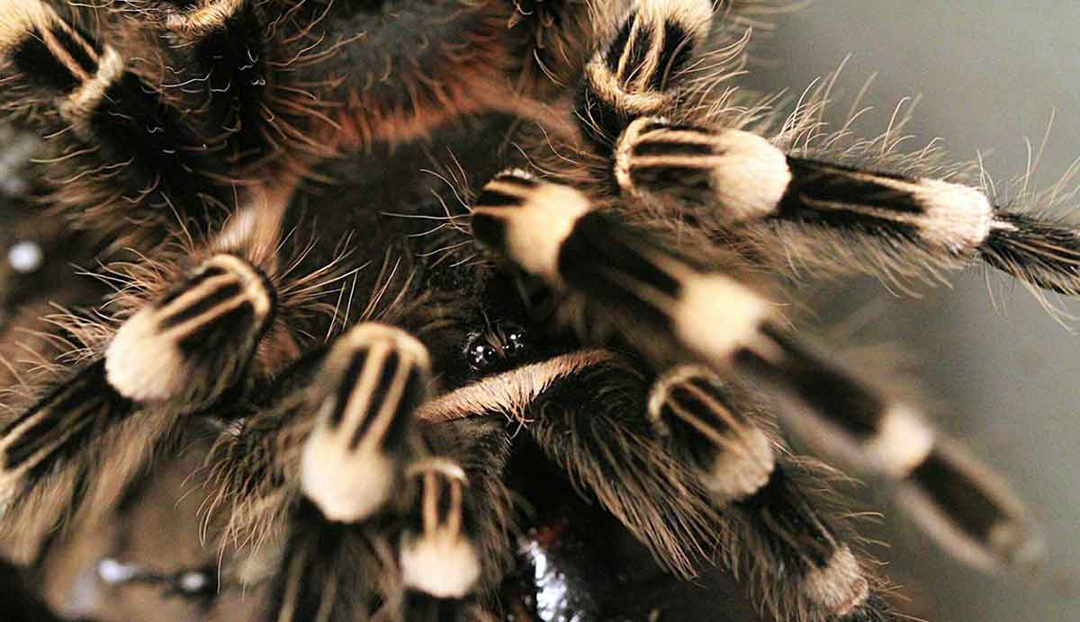 brazilian whiteknee tarantula
