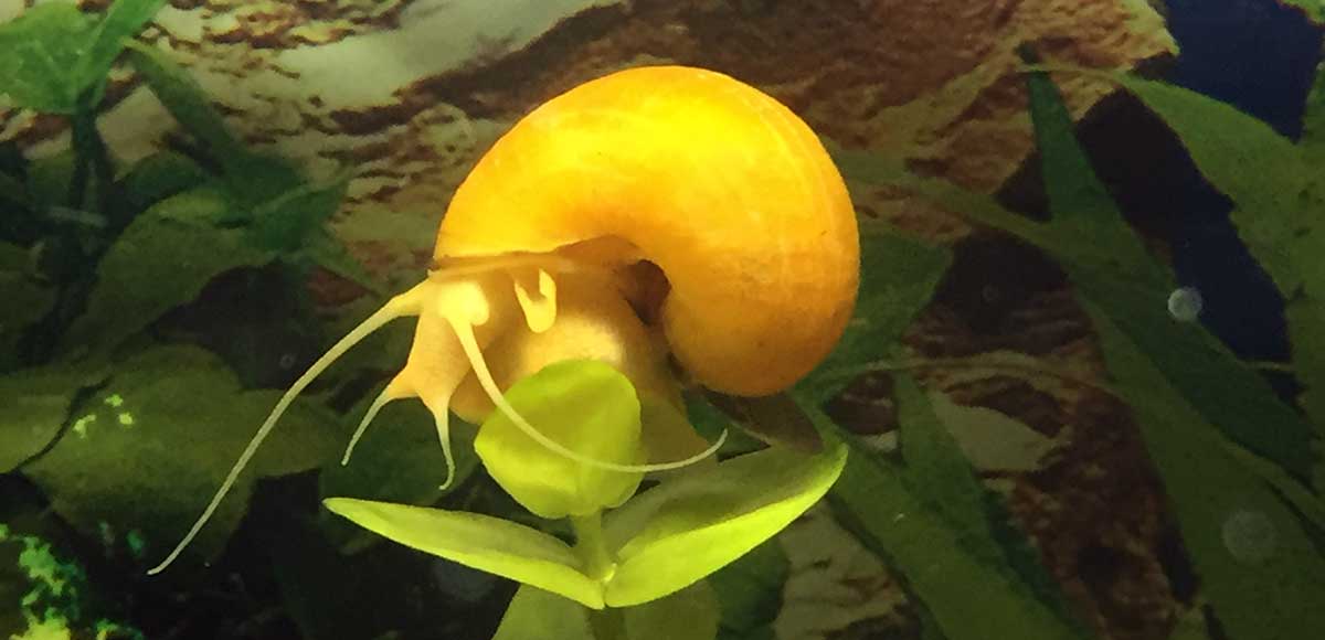 bright yellow snail