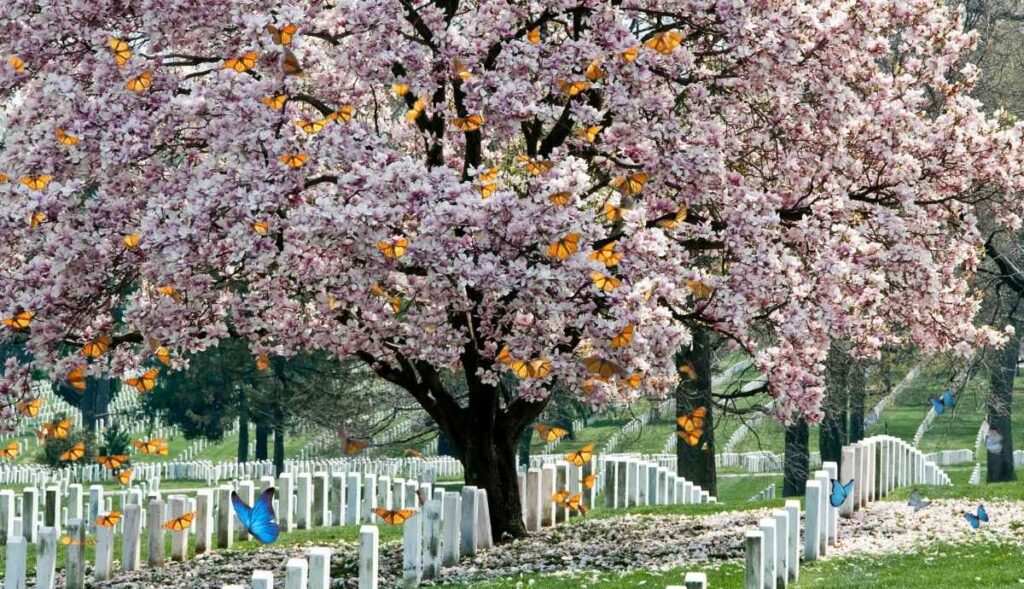 butterflies in graveyard