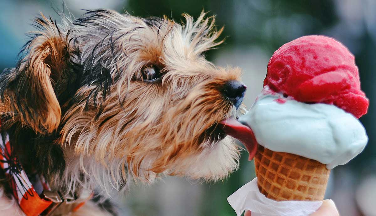 can dogs eat sweet foods