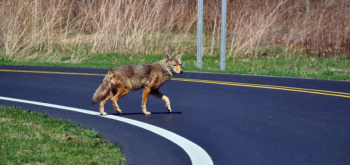 coyote crosses newly paved road