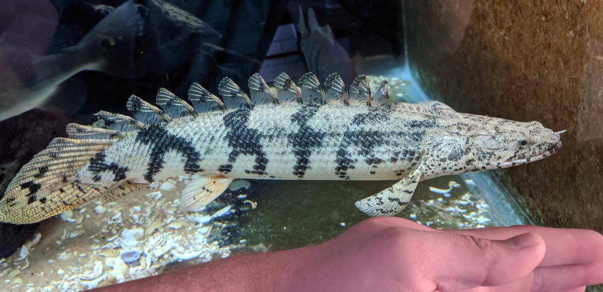 endlicheri bichir in tank