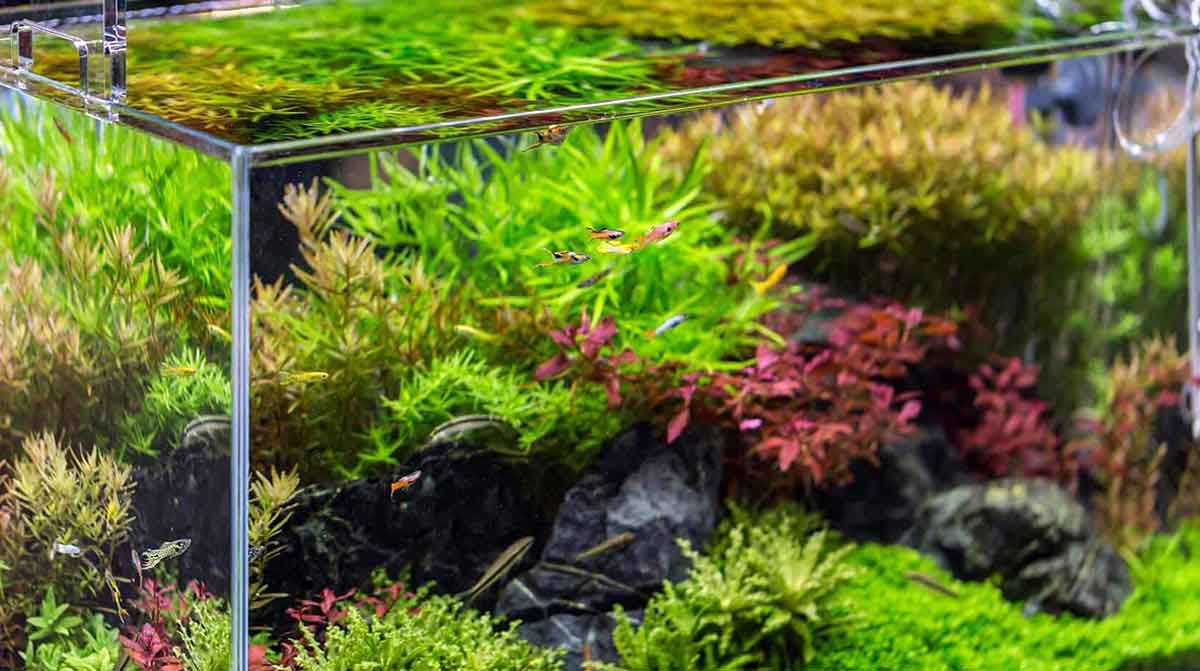 fish tank plants
