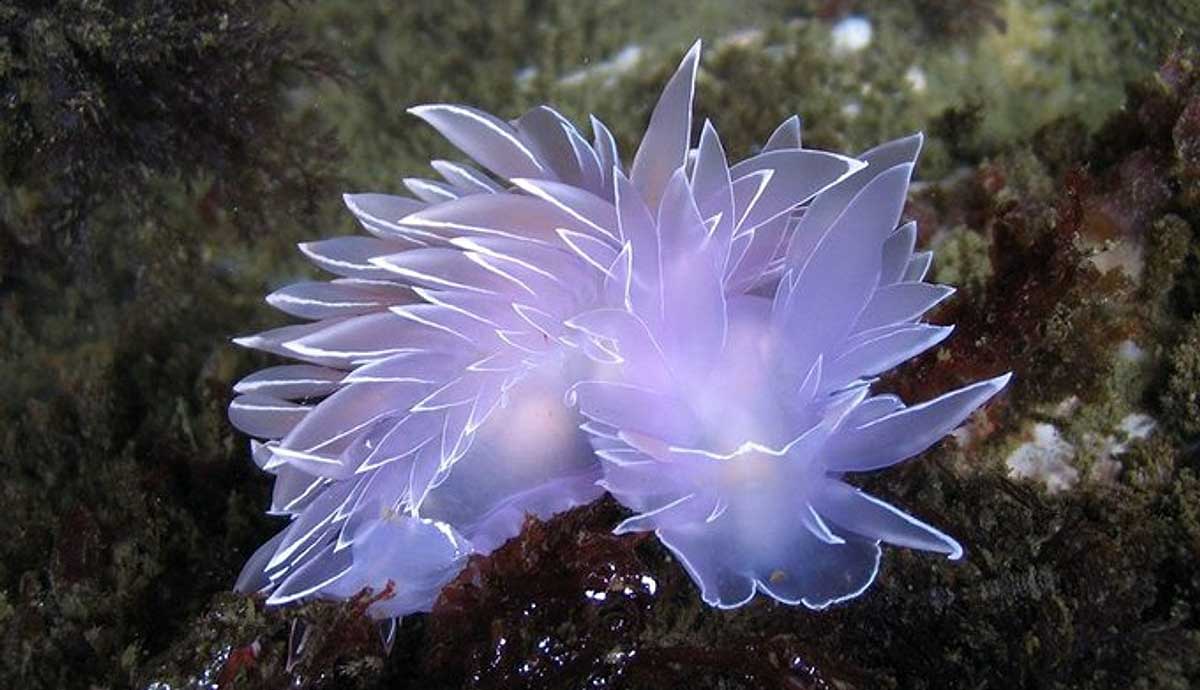 frosted sea slug