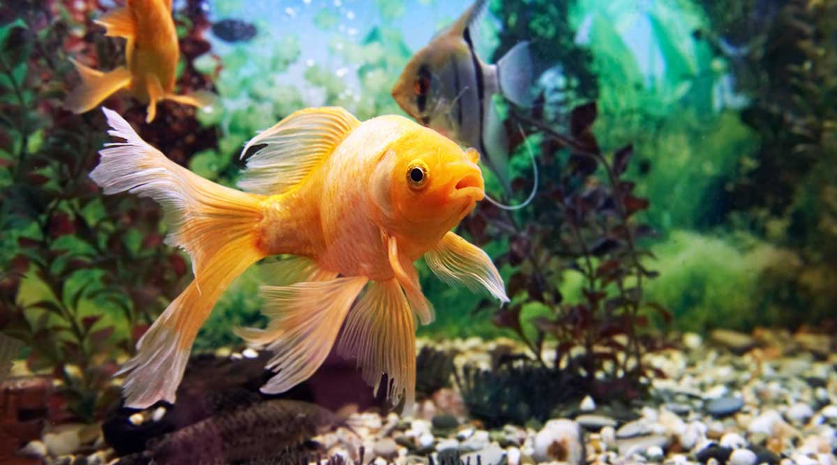 goldfish in tank