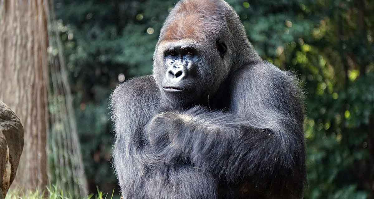 gorilla