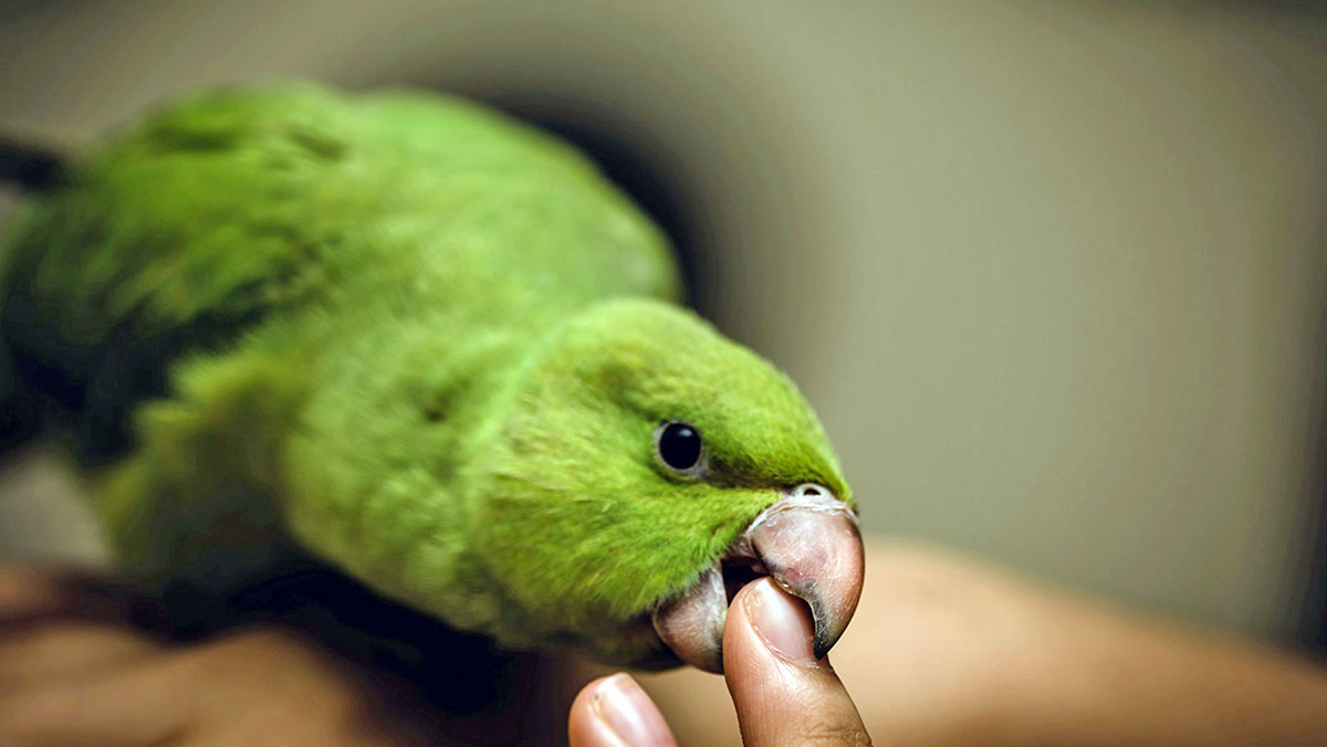 green bird biting human finger