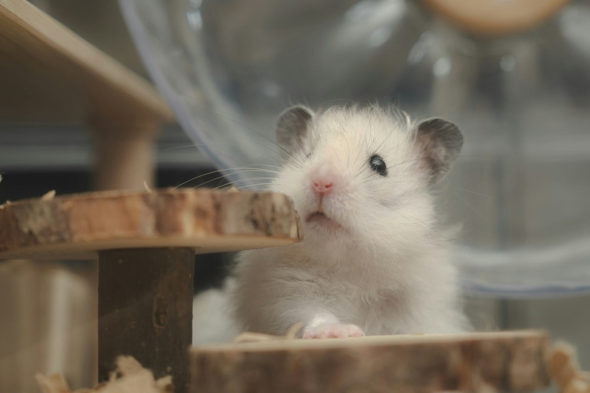 A hamster climbing the structures in its cage