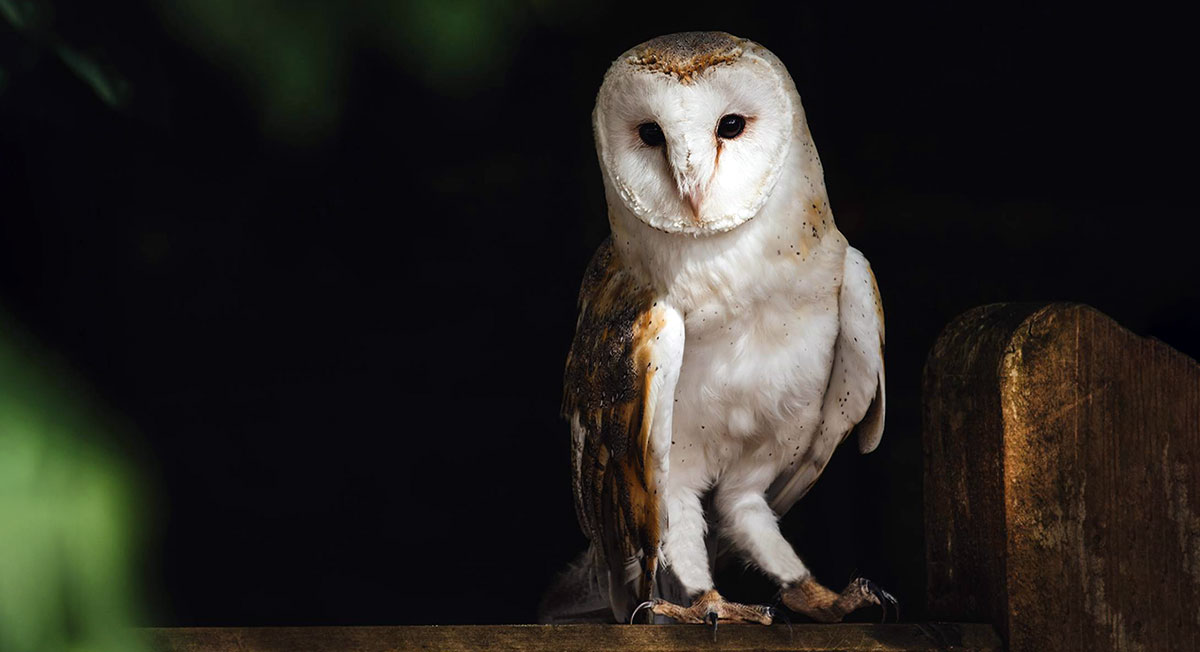 owl