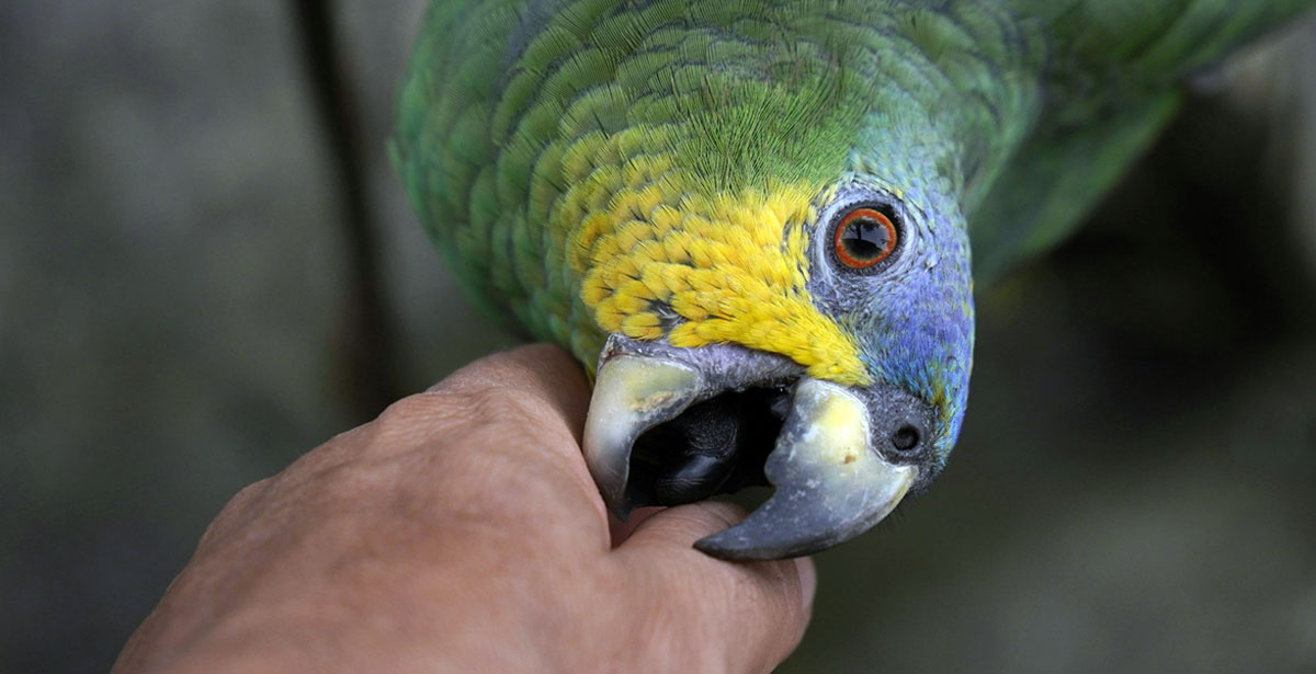 parrot biting human hand