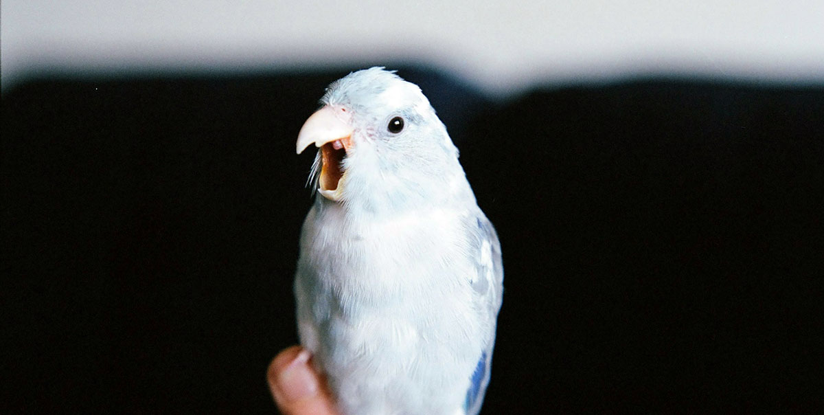 pet bird screaming