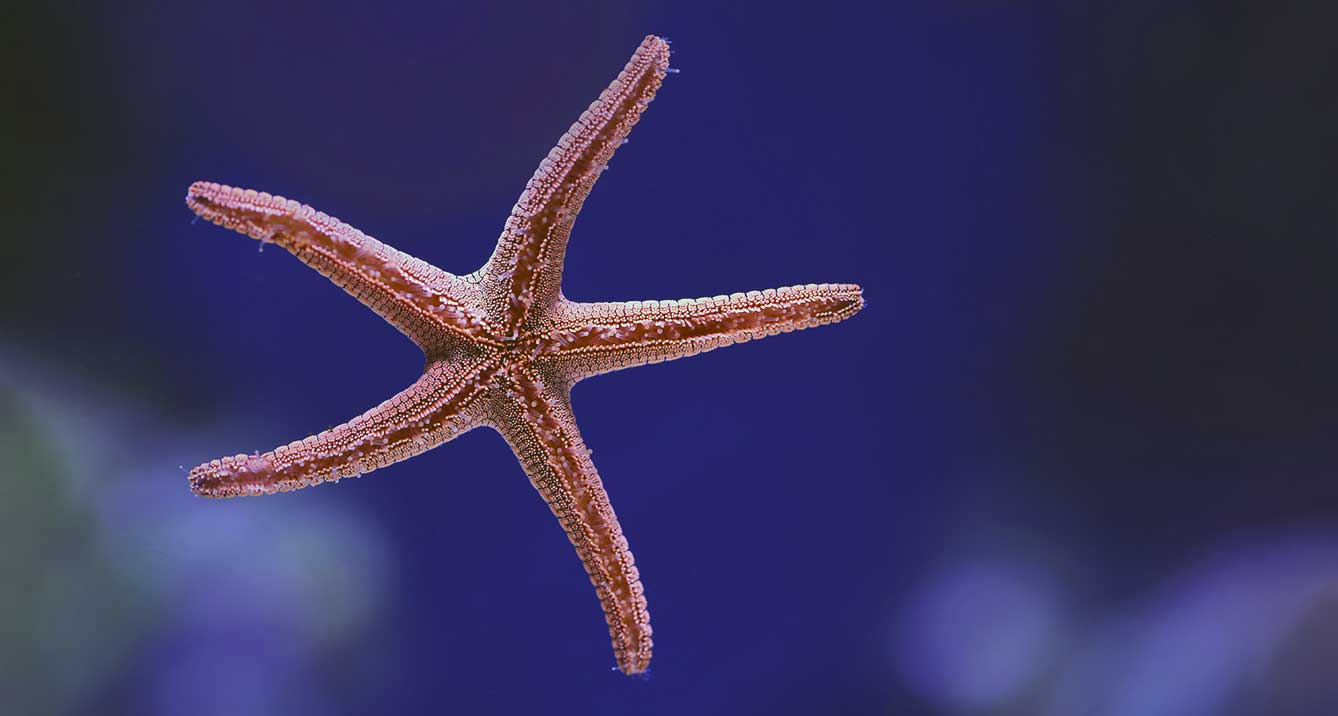 red starfish