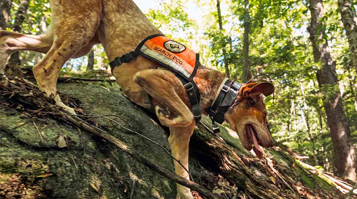 search dog forest trek
