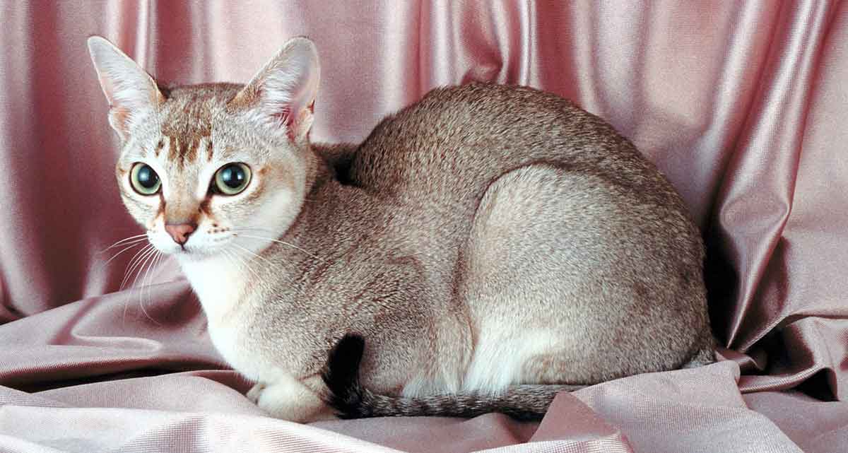 singapura cat small breed