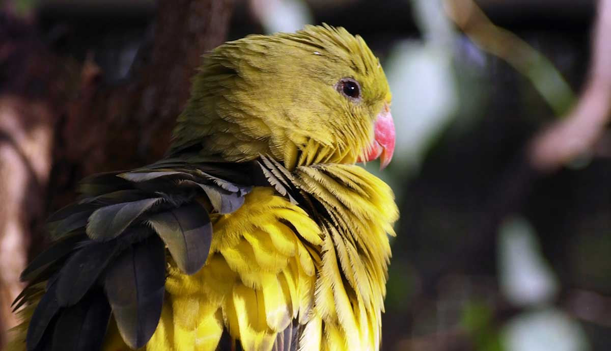 small green bird with puffed feathers