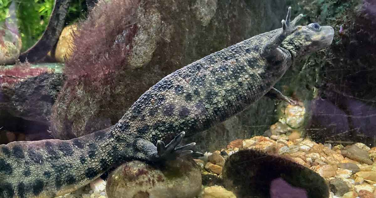 spanish ribbed newt clinging tank