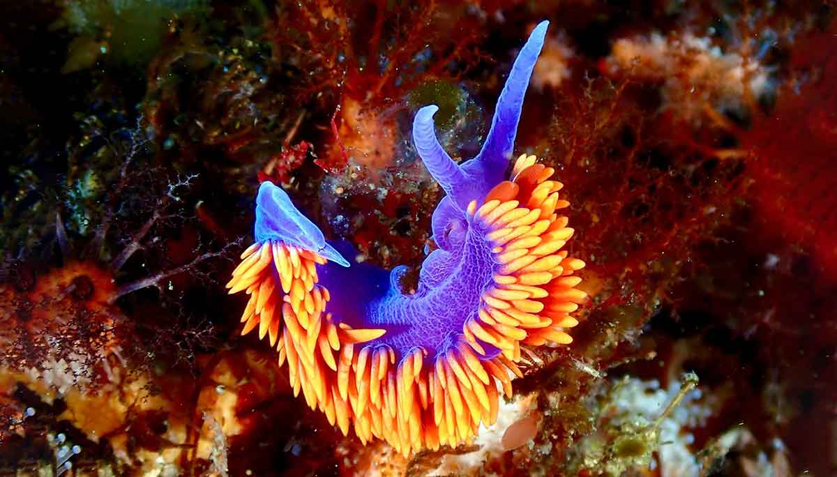 spanish shawl