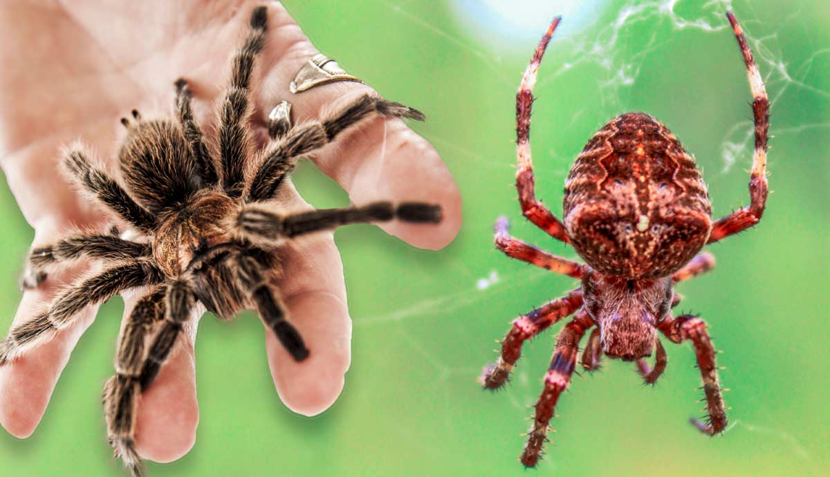 tarantula vs baboon spider difference