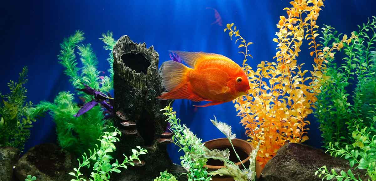 tropical fish tank
