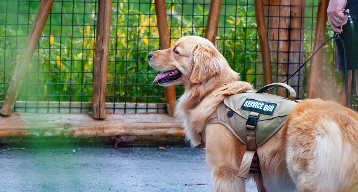 Golden retriever service dog harnessed