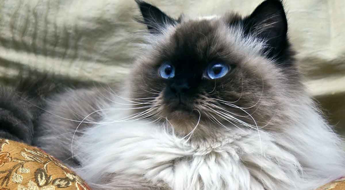 Himalayan Cat lying on brown pillow