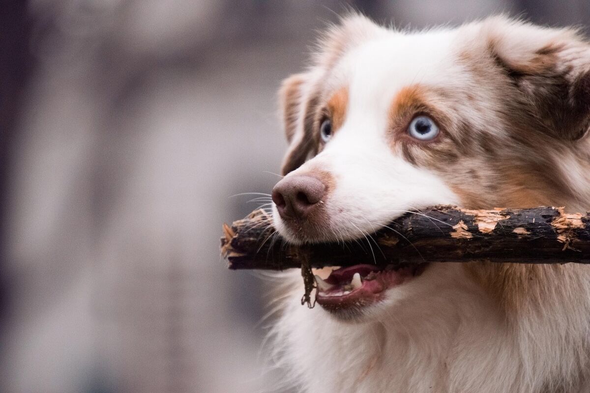 A young Mini American with a stick in its mouth