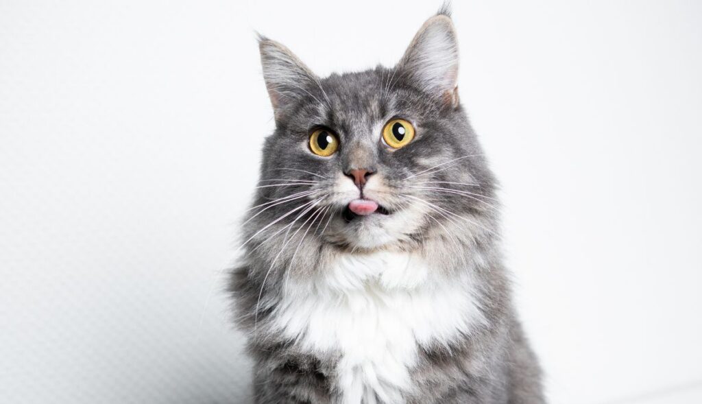 Maine Coon cat blip