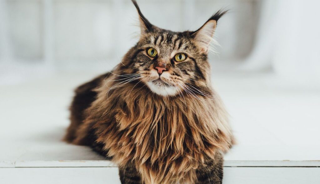 Maine Coon cat hanging off counter
