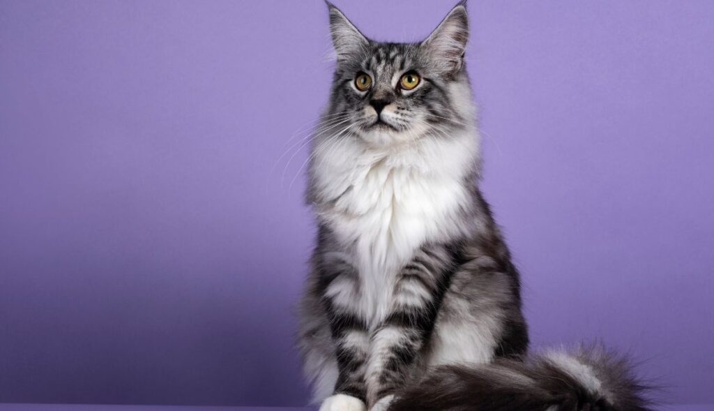 Maine Coon cat purple background