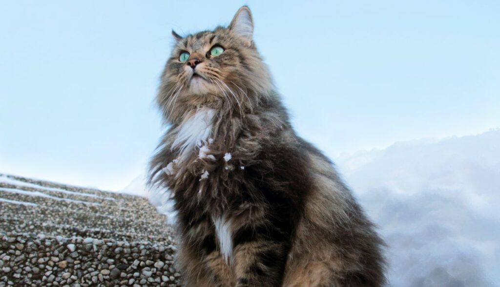 Norwegian forest cat in the fog