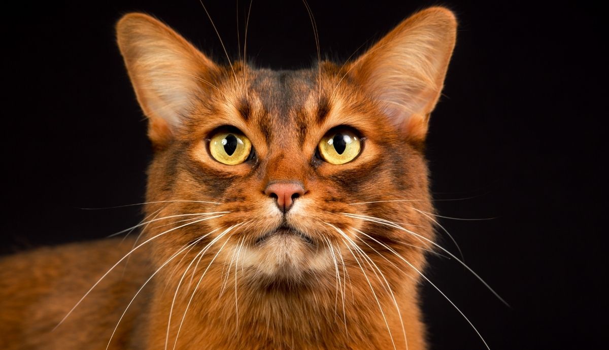 Somali Cats: A Guide to This Playful and Intelligent Breed