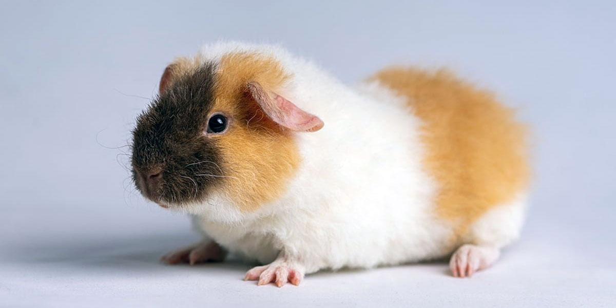 Teddy Guinea Pig Care Guide