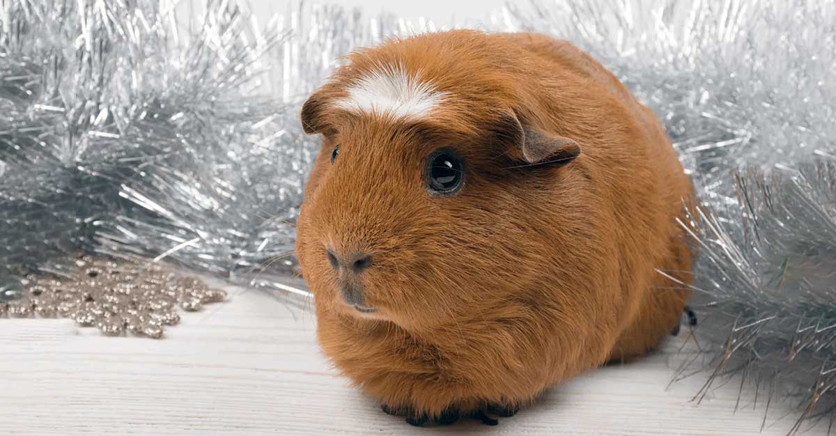 White crested guinea pig