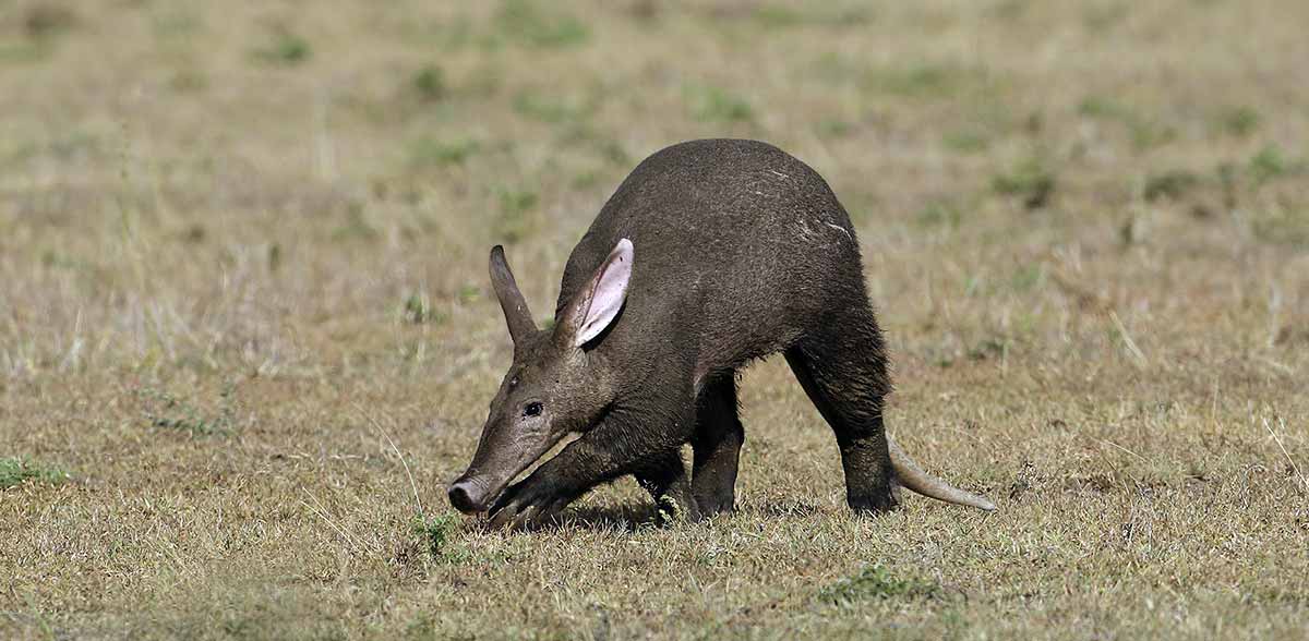 aardvark scavanging savannah