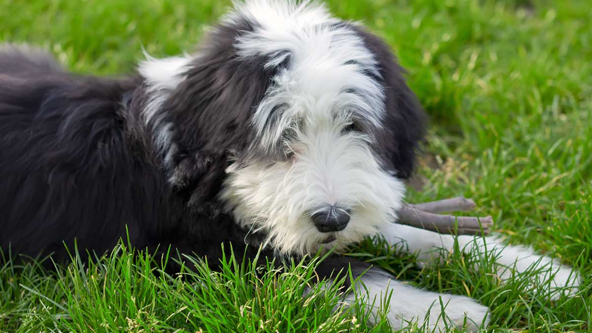 adorable beardie puppy