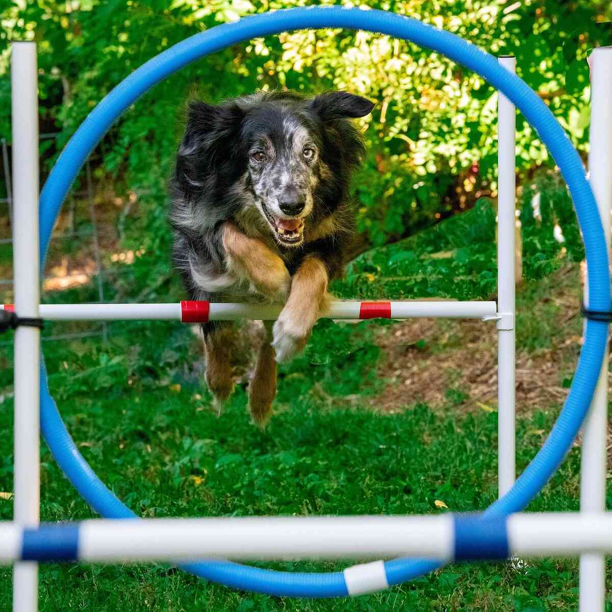 A shepherd dog jumps through hoops