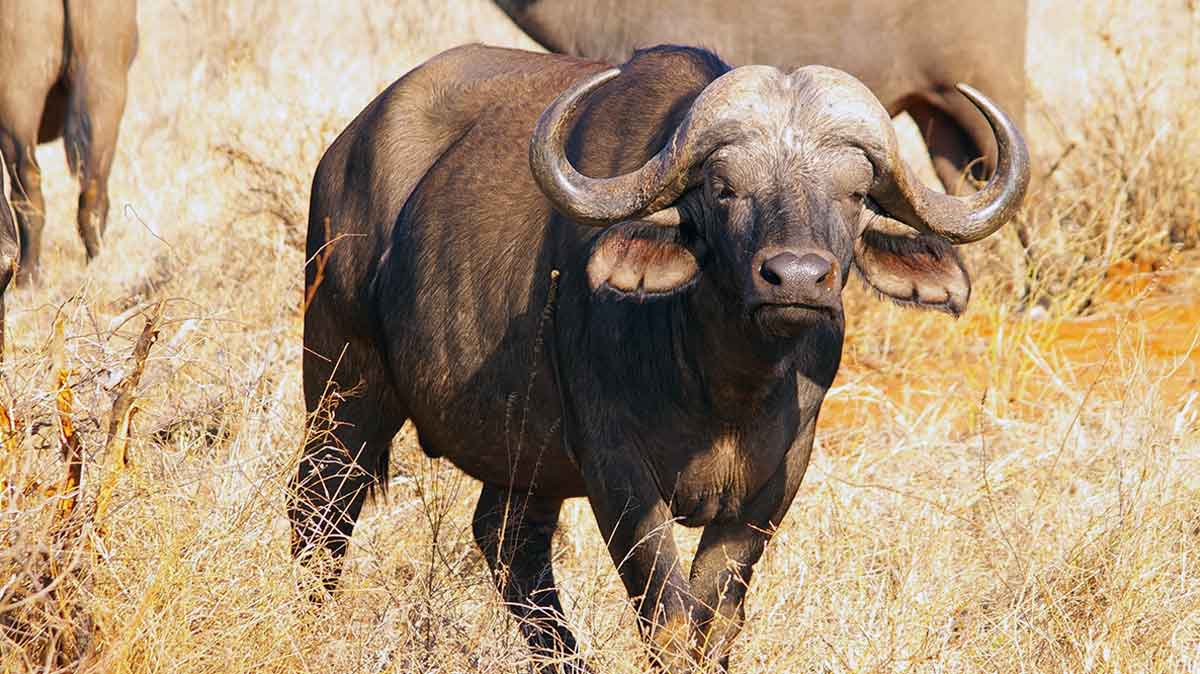 african buffalo