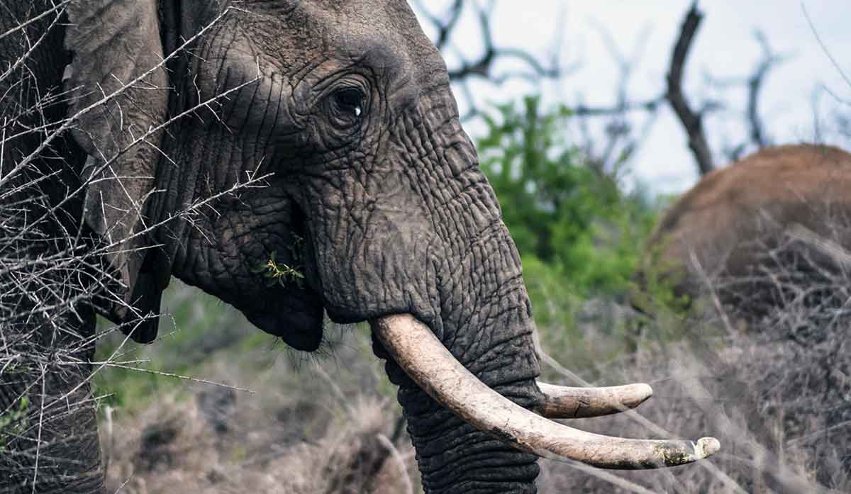 african elephant